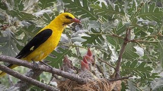 Oropéndola  Golden oriole [upl. by Prasad81]