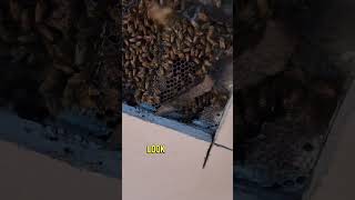 7 Foot Beehive Inside Of A Wall  bees nature honey shorts [upl. by Garwood]