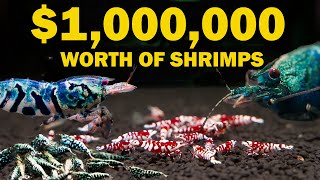 1000000 Boa Shrimp Farm [upl. by Ran524]