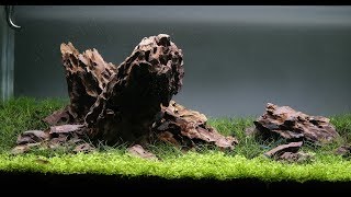 Dragon Stone Iwagumi Aquascape  Day 26 [upl. by Euqinim129]