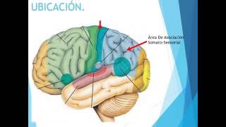 Area de Asociacion Somatosensorial Eduardo Garcia [upl. by Llewellyn]