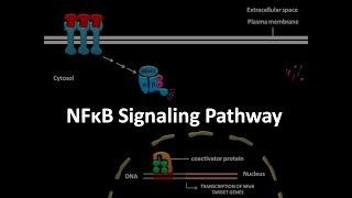 NFkB signaling pathway [upl. by Alahcim]