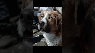 The dog who saw snow for the first timeshorts viralvideo shortsvideo [upl. by Atneciv886]