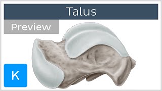 Talus Bone Articulations and Landmarks preview  Human Anatomy  Kenhub [upl. by Oninrutas]