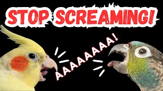 HOW TO STOP YOUR BIRD SCREAMING  reasons why parrots scream  BirdNerdSophie [upl. by Behlau]