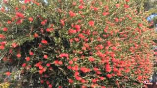 Callistemon citrinus  Lemon BottleBrush [upl. by Idnal]