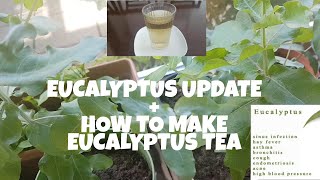 EUCALYPTUS PLANTS UPDATE  HOW TO MAKE EUCALYPTUS TEA  Shiela Jolo [upl. by Ignatzia]