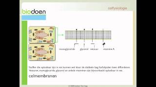 Biodoen  celfysiologie 1 van 5 [upl. by Latsirc]