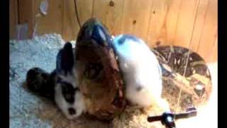 Boa Constrictor Eating Rabbit vid is graphic u holierthanthou types dont watch [upl. by Etteraj]