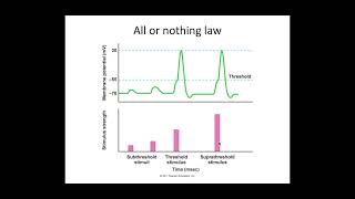 513 Neuronal Communication c PART 3 All or nothing law and saltatory conduction [upl. by Nyliuqcaj]