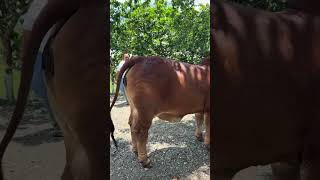 Brahman ranch cow breed best cattle farming bachry cow animals youtube shorts [upl. by Ahsiekahs]