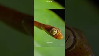 Blunt headed tree snake shorts facts animals [upl. by Yk]