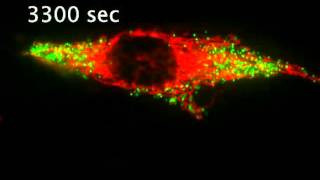 More dynamics of peroxisomes and mitochondira [upl. by Bob674]