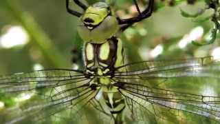 Dragonfly emerging [upl. by Shirley]