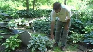 Hosta Garden Video Tours 5 [upl. by Anaujahs]