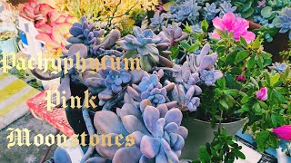 SUCULENTAS GORDITAS Y COLORIDA pachyphytum pink MOONSTONES 🌙Tips SUCCULENTSstonecrop [upl. by Bashuk]