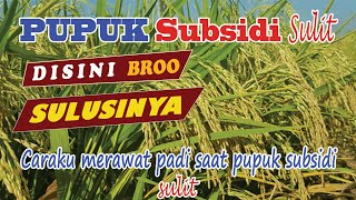 Pemeliharaan Padi dari Awal sampai Akhir  Cara mensiasati pupuk langka [upl. by Dnaltiak]