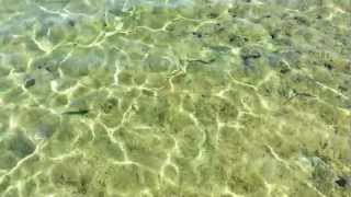 Sharm El Sheikh  Relax  Zen  Video Charm El Cheik Fish Sharm el Sheikh [upl. by Naicad]