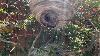 Exterminating a Bald Faced Hornets Nest [upl. by Tami768]