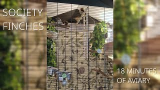 18 Minutes of Society finches Aviary  No music just singing  finches birds [upl. by Heilman]