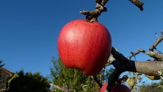 le pommier et les pommes [upl. by Bartolemo]