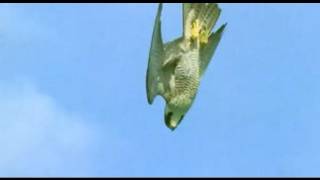 Pigeon vs Peregrine Falcon  Animals The Inside Story  BBC [upl. by Yelknirb]