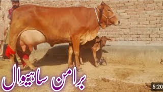 20 kg milk Brahman Sahiwal cross cow 03061061151 YouTube 2192024 [upl. by Taran241]