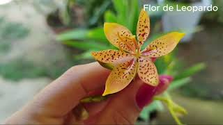 Como plantar e cuidar da Flor de leopardo [upl. by Graves]