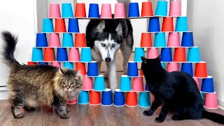 Husky Dogs and Cats Tiptoe Over a Rickety Obstacle [upl. by Mcripley]