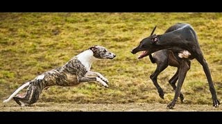 Whippet and Greyhound playing [upl. by Mata]