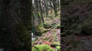 Primal dartmoor nature hiking nationalpark river [upl. by Nahtan]