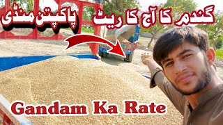 Wheat Price in Punjab  Today Wheat Price  Wheat Harvesting Video  Gundam Galla Mandi Fresh Rate [upl. by Michelsen418]