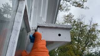 Exterminating Yellow Jackets in Fair Haven NJ [upl. by Karissa725]