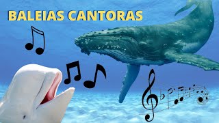 AS BALEIAS CANTORAS ELAS SÃO AS GRANDES INTÉRPRETES DOS OCEANOS MAS POR QUE ELAS CANTAM [upl. by Lesirg379]