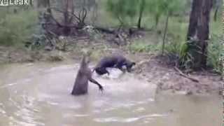 Shocking Moment Kangaroo Tries To Drown A Dog [upl. by Mapes986]