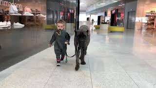 cane corso in shopping center with baby [upl. by Bremen]