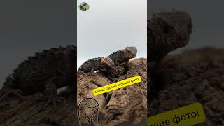 Мы или не мы😂 рептилии nature сцинк рептилии сцинк reptiles lizard tribolonotus [upl. by Bekha]