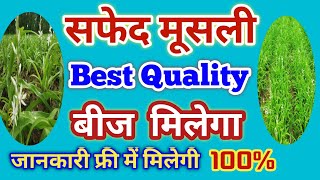 Safed musli ka Beej Yha milega 9004244430 uttam quality ka  गारंटी के साथ [upl. by Stevena]