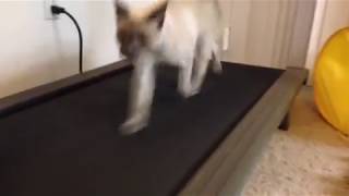 Fast Siamese Cat Running on a Treadmill [upl. by Akived208]