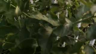 Aloysia virgata  Almond bush  and a glimpse of Millingtonia hortensis [upl. by Macilroy]