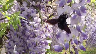 Große Holzbiene Xylocopa und Hummel am Blauregen [upl. by Pollock]