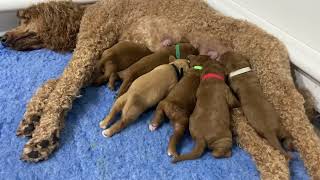 Red standard F1b Goldendoodles turn 1 week old [upl. by Banky]