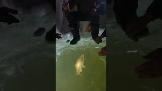 Huge fish on paper thin ice shorts sightfishing trout [upl. by Akcired740]