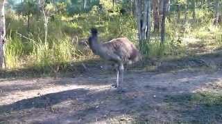 Crazy Emu Dance [upl. by Otiragram487]