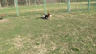 American Staffordshire terrier vs Barzoj vs Stray dog [upl. by Sonaj977]