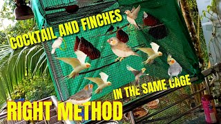 Cockatiel and Finches in the same cage  cockatiel and finches together  cockatiel vs finches [upl. by Darooge]