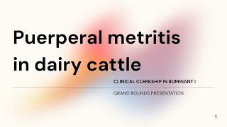 Puerperal metritis in dairy cattle Student case Gr72023 [upl. by Sosthina]