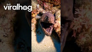 Shrimp Clean Moray Eels Teeth  ViralHog [upl. by Struve]