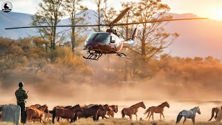 ¿Cómo Utiliza Estados Unidos Los Helicópteros Para Cazar Caballos Salvajes [upl. by Terri]