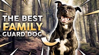 STAFFORDSHIRE BULL TERRIER The Best Family Guard Dog [upl. by Carlyn717]